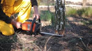 Best Fruit Tree Pruning  in Valley Cottage, NY