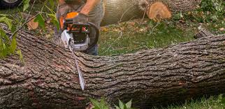 Best Arborist Consultation Services  in Valley Cottage, NY