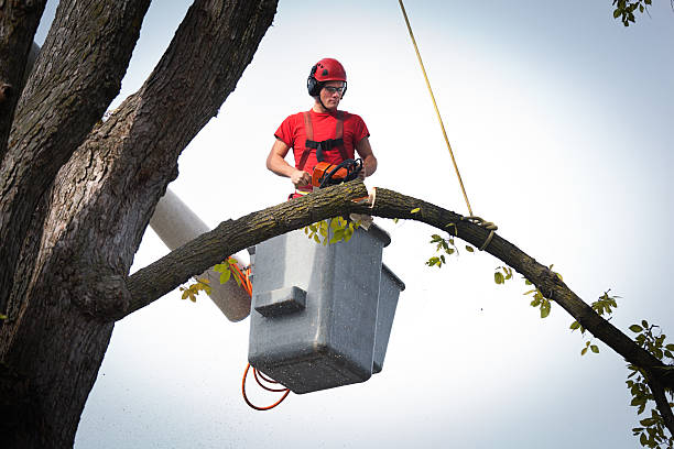 Best Root Management and Removal  in Valley Cottage, NY